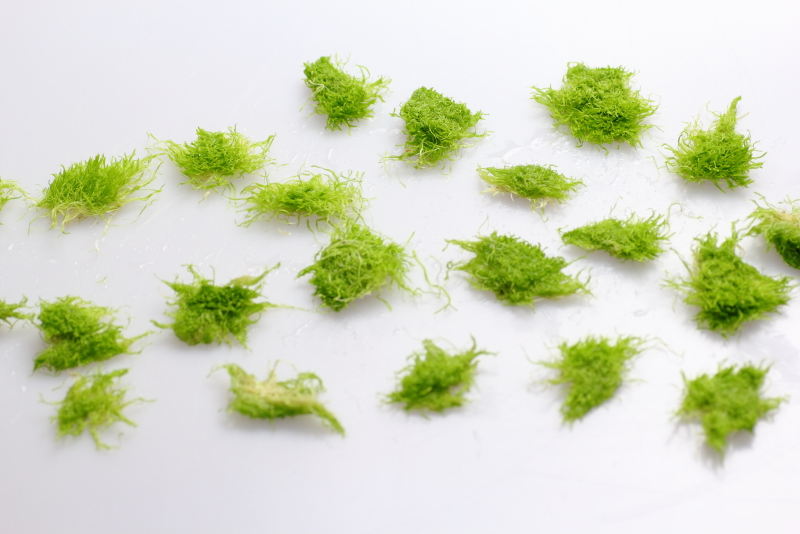 植え方植え方(1～2cmに小分け)　ウォーターローン